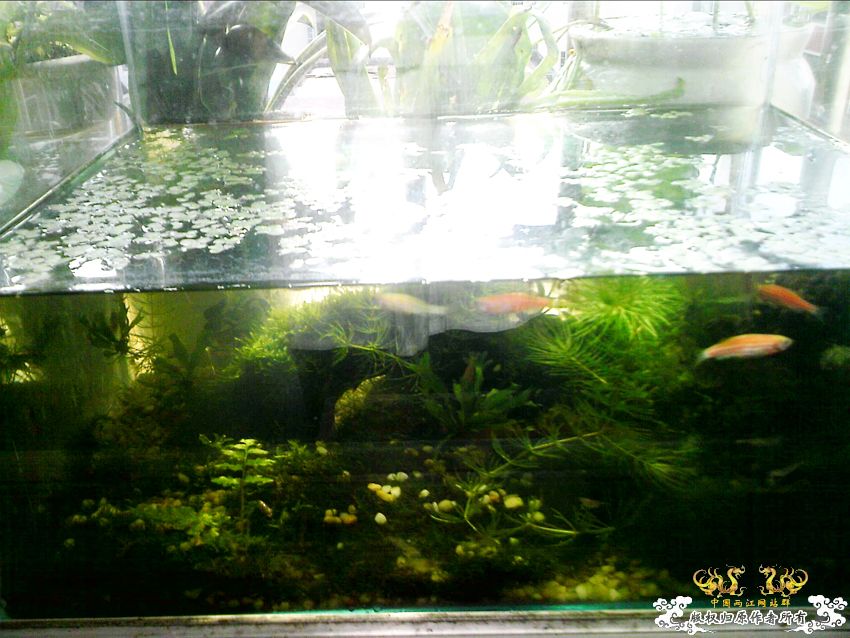 阳台上的小缸及碗莲