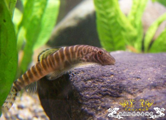 窗台旁一小缸,比较简陋,随拍几张共赏!