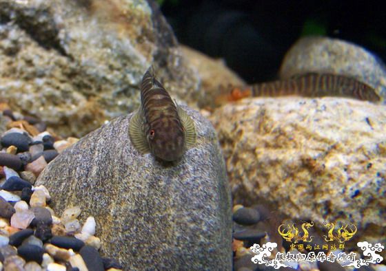 窗台旁一小缸,比较简陋,随拍几张共赏!