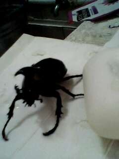 [原创]昨晚飞进教室的甲虫