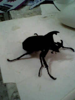 [原创]昨晚飞进教室的甲虫