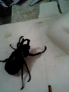 [原创]昨晚飞进教室的甲虫