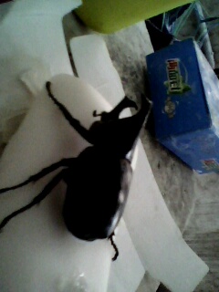 [原创]昨晚飞进教室的甲虫