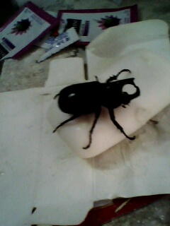 [原创]昨晚飞进教室的甲虫