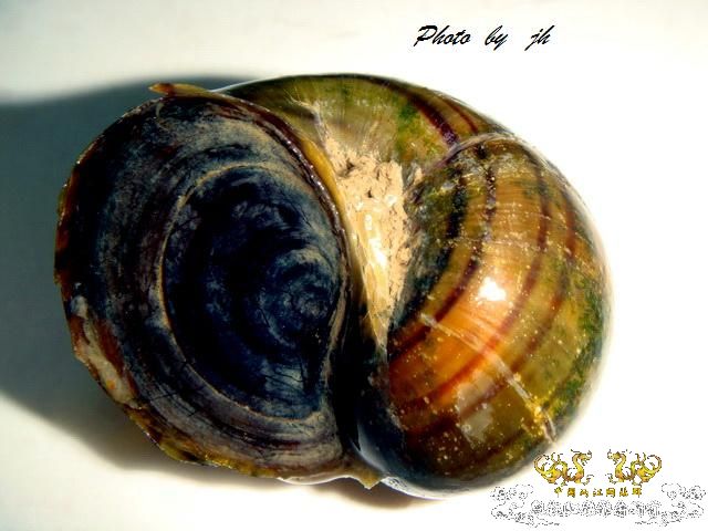 [求助]某螺求名