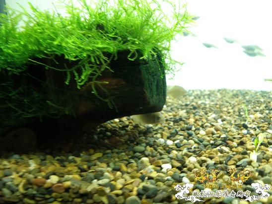 开了两个原生缸