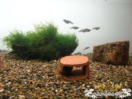 开了两个原生缸