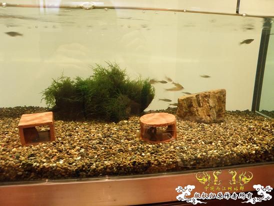 开了两个原生缸