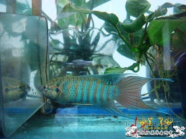 [分享]壮家德保叉“羽化”赏析