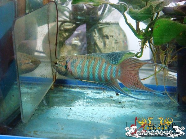 [分享]壮家德保叉“羽化”赏析