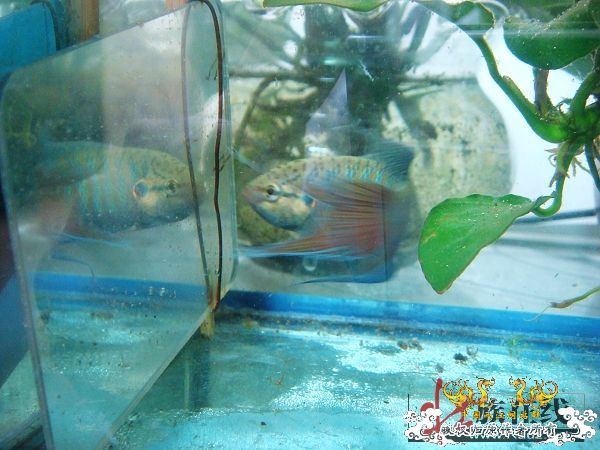 [分享]壮家德保叉“羽化”赏析