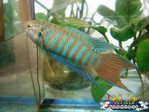 [分享]壮家德保叉“羽化”赏析