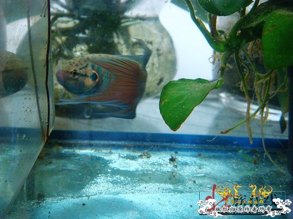 [分享]壮家德保叉“羽化”赏析