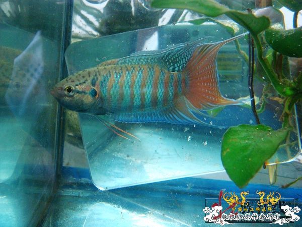 [分享]壮家德保叉“羽化”赏析