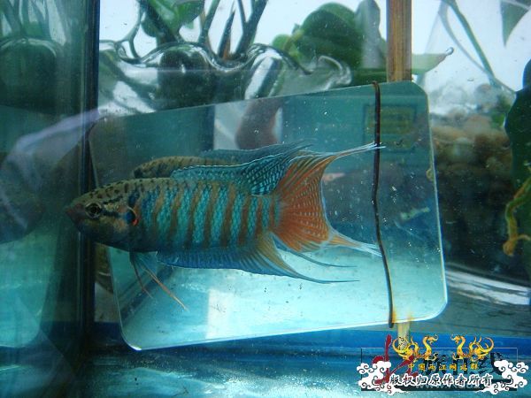 [分享]壮家德保叉“羽化”赏析