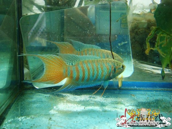 [分享]壮家德保叉“羽化”赏析