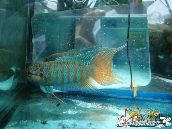 [分享]壮家德保叉“羽化”赏析