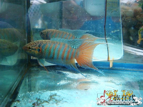 [分享]壮家德保叉“羽化”赏析