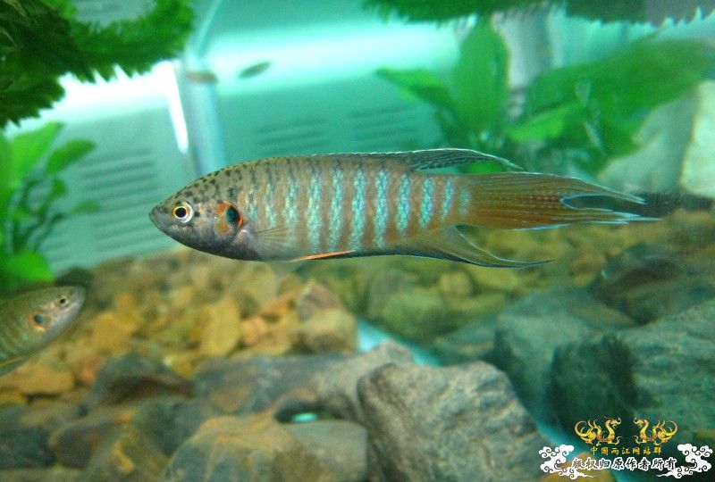 [分享]壮家德保叉“羽化”赏析