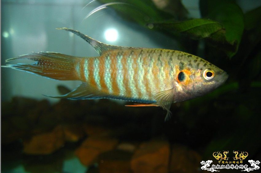 [分享]壮家德保叉“羽化”赏析