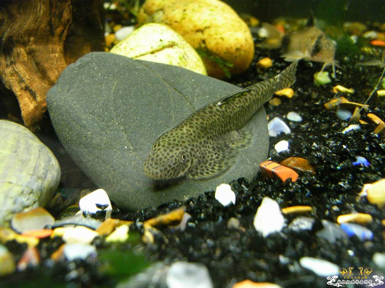 上个小小杂缸，图不多。