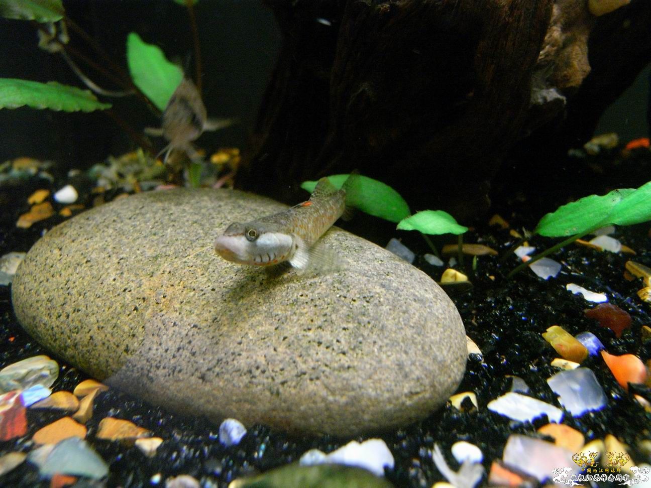 上个小小杂缸，图不多。