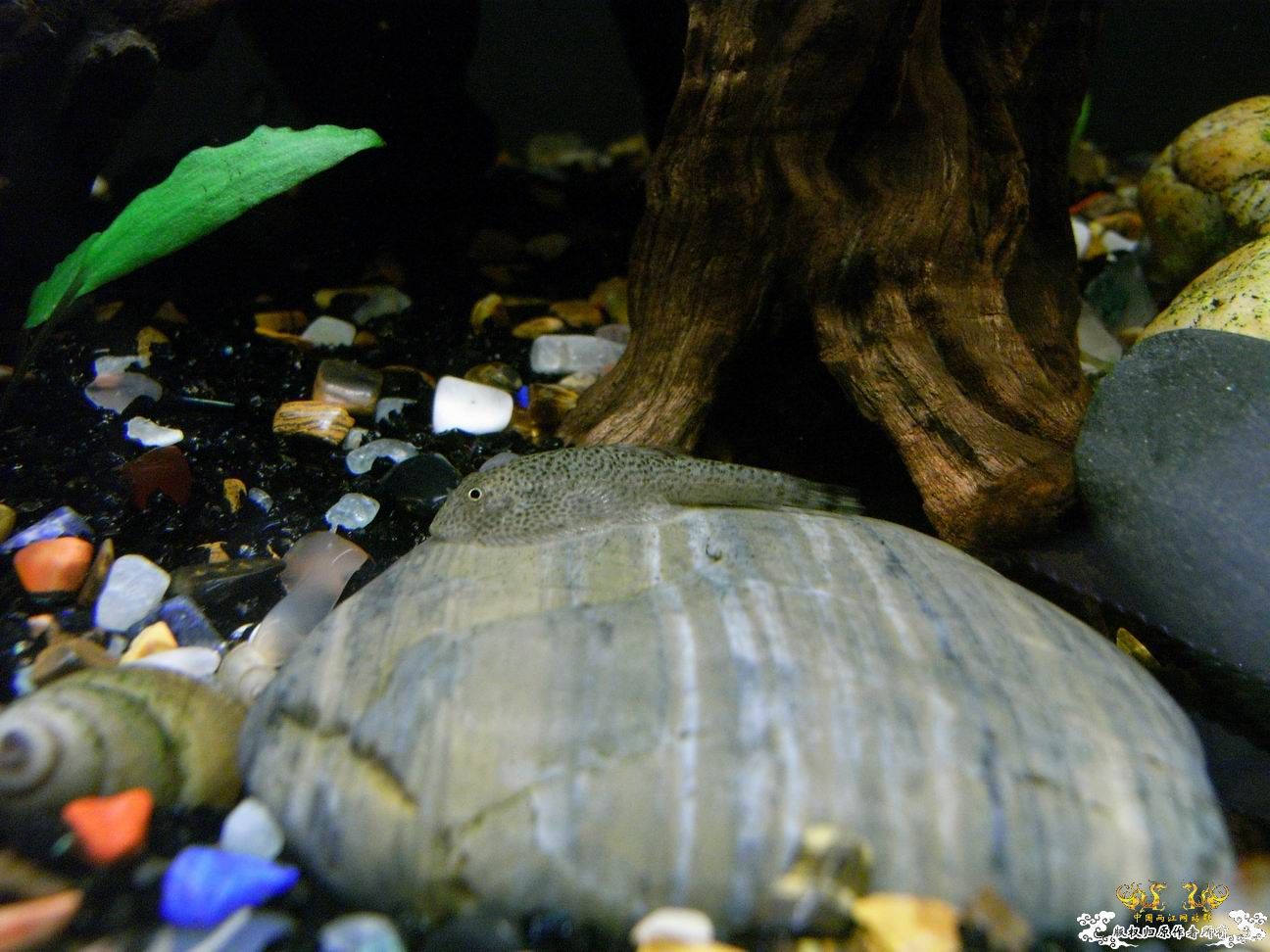 上个小小杂缸，图不多。