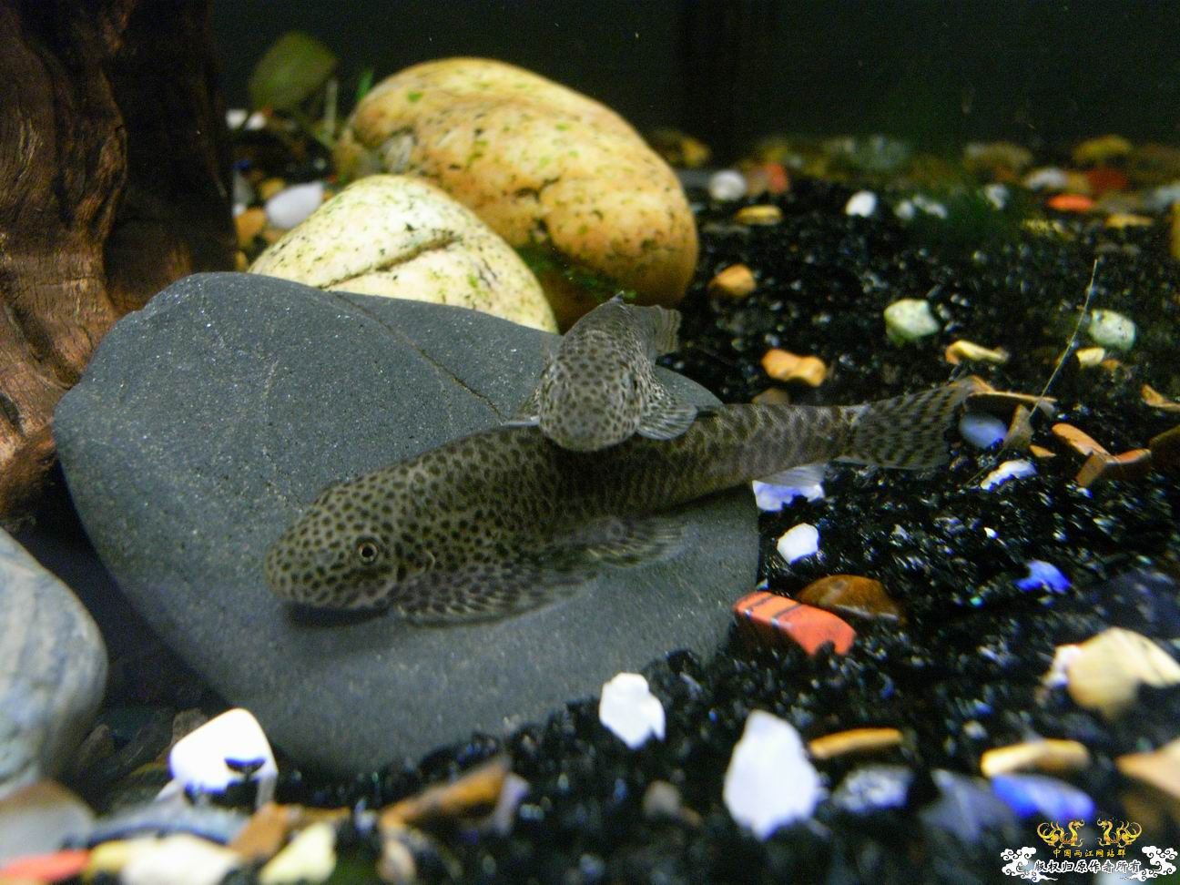 上个小小杂缸，图不多。