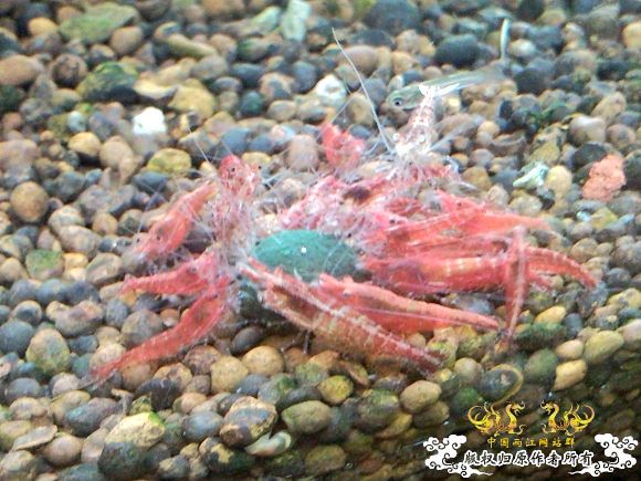 我朋友给我的虾曹缸，我非常喜欢，希望与大家分享