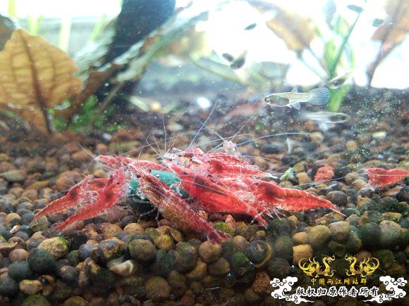 我朋友给我的虾曹缸，我非常喜欢，希望与大家分享