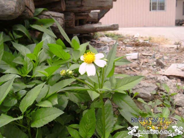 [原创]路边的野花我要拍