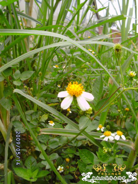 [原创]路边的野花我要拍