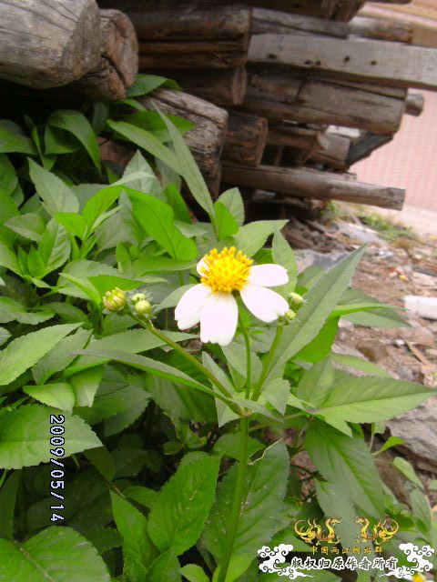 [原创]路边的野花我要拍