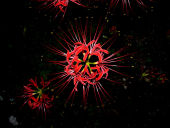 我最喜欢的一种花