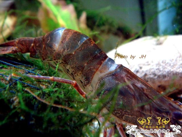 [原创]虾蜕进行时