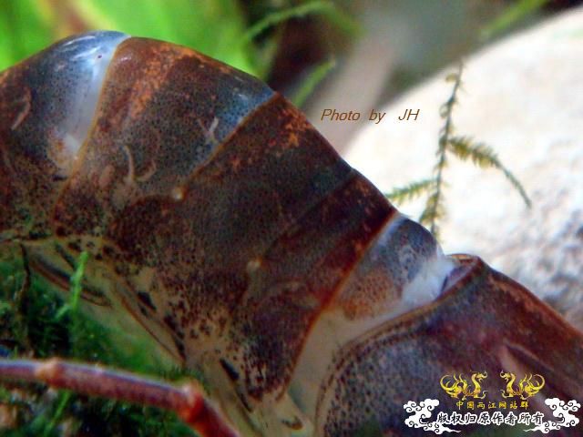 [原创]虾蜕进行时