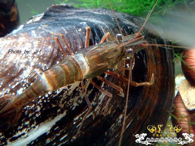 [原创]虾蜕进行时