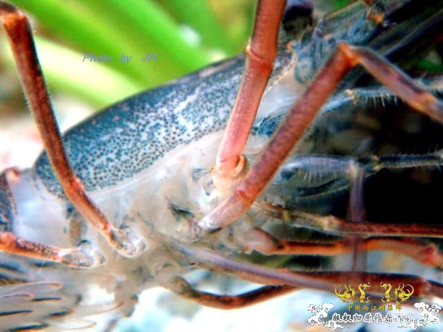 [原创]虾蜕进行时