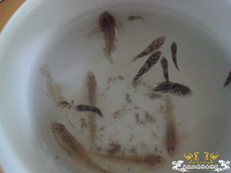 青澳湾野采