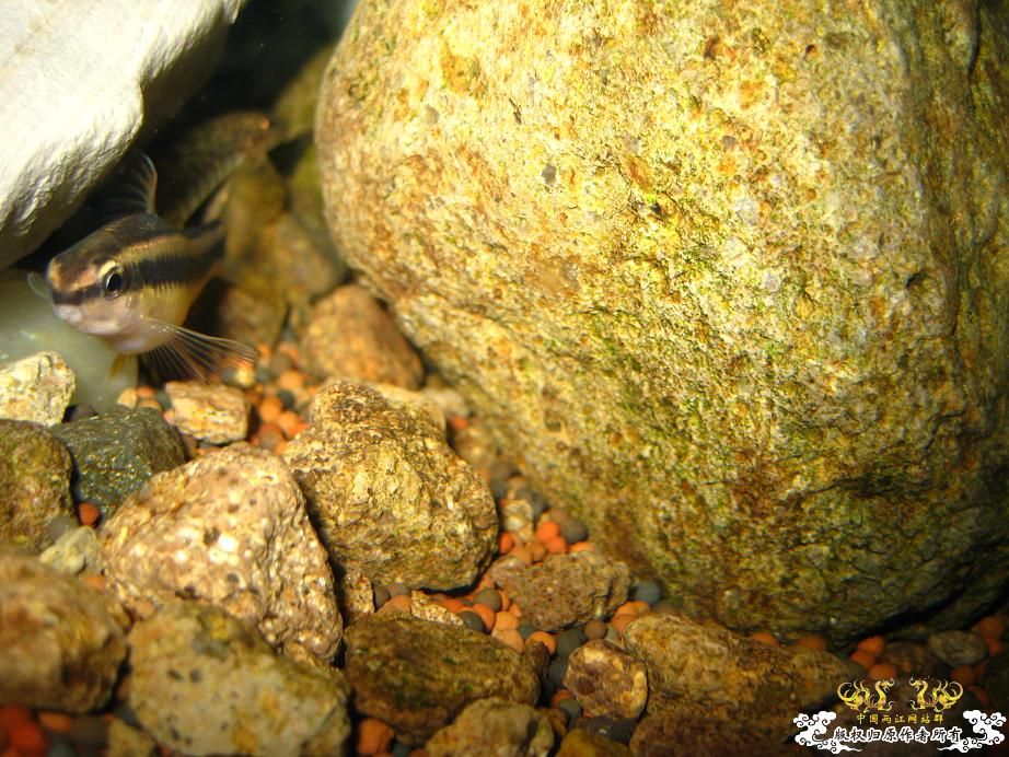 本人小泉缸一组图(宁波鱼友)