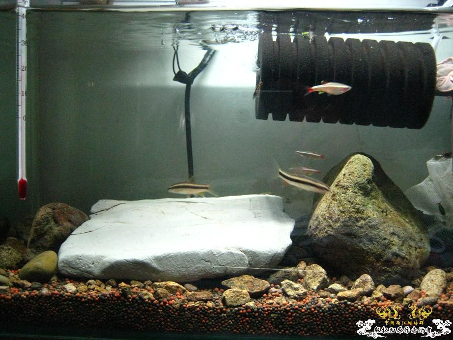 本人小泉缸一组图(宁波鱼友)