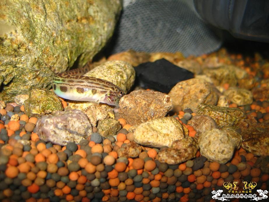 本人小泉缸一组图(宁波鱼友)