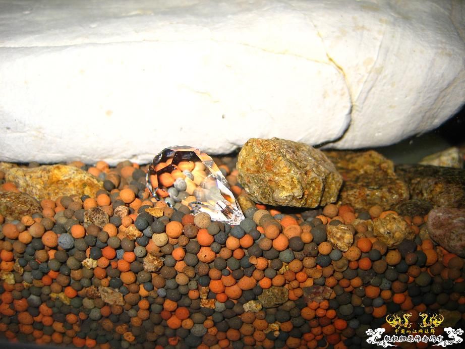 本人小泉缸一组图(宁波鱼友)