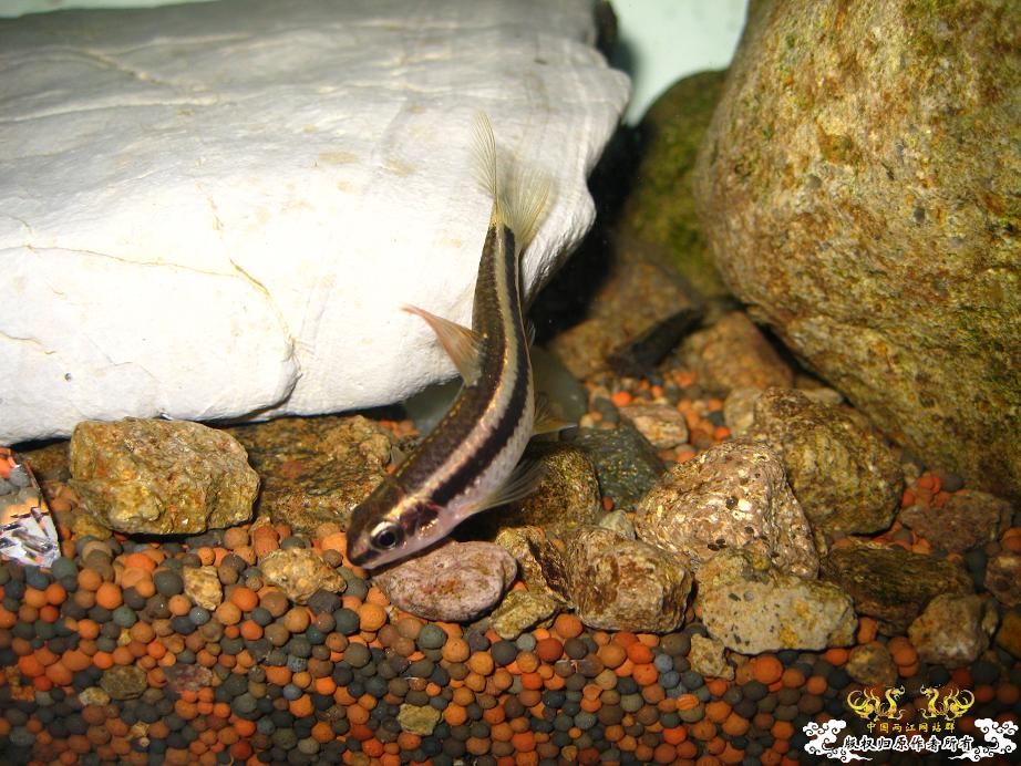 本人小泉缸一组图(宁波鱼友)