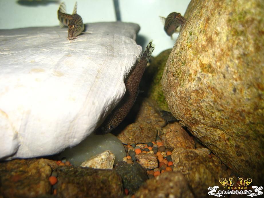 本人小泉缸一组图(宁波鱼友)