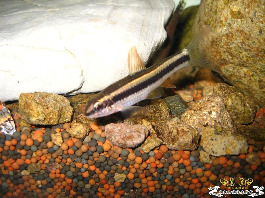 本人小泉缸一组图(宁波鱼友)