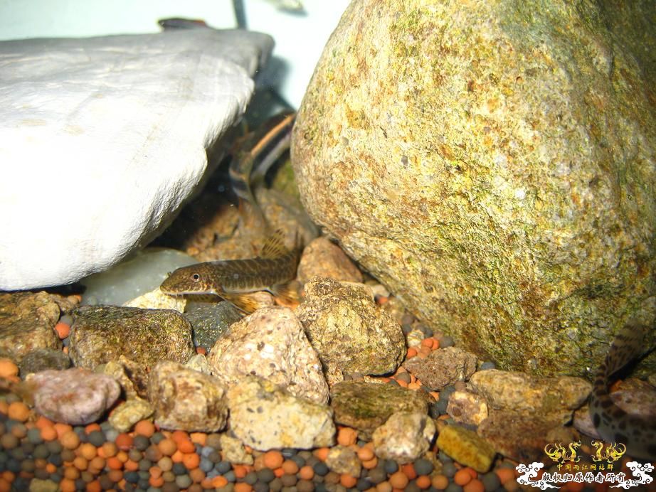 本人小泉缸一组图(宁波鱼友)