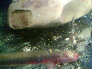 虾虎一条。。。。