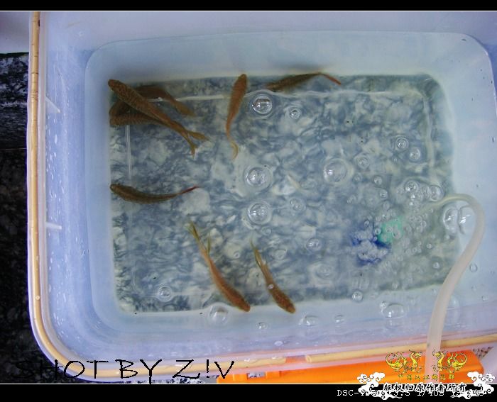 [分享]          感谢&预告