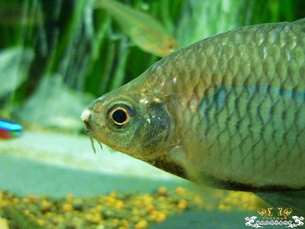 家中革条、彩副之入缸照